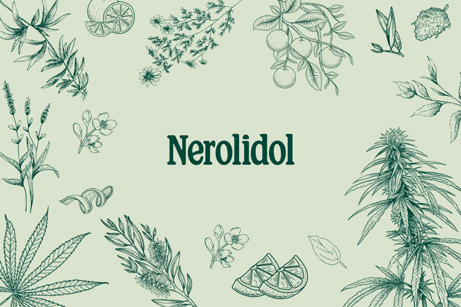 Terpènes du cannabis : Nerolidol — Un sesquiterpène polyvalent