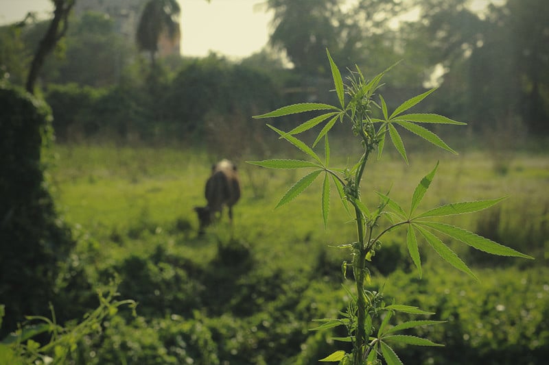 Comment protéger votre cannabis des animaux affamés