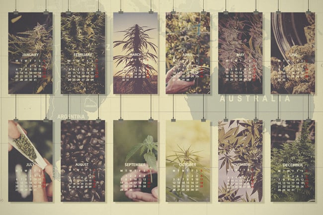 Guide de culture du cannabis : Amérique Centrale et du Sud