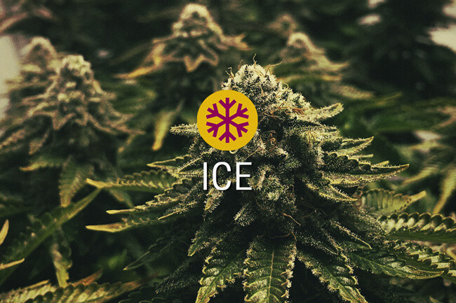 ICE Les graines de cannabis féminisées