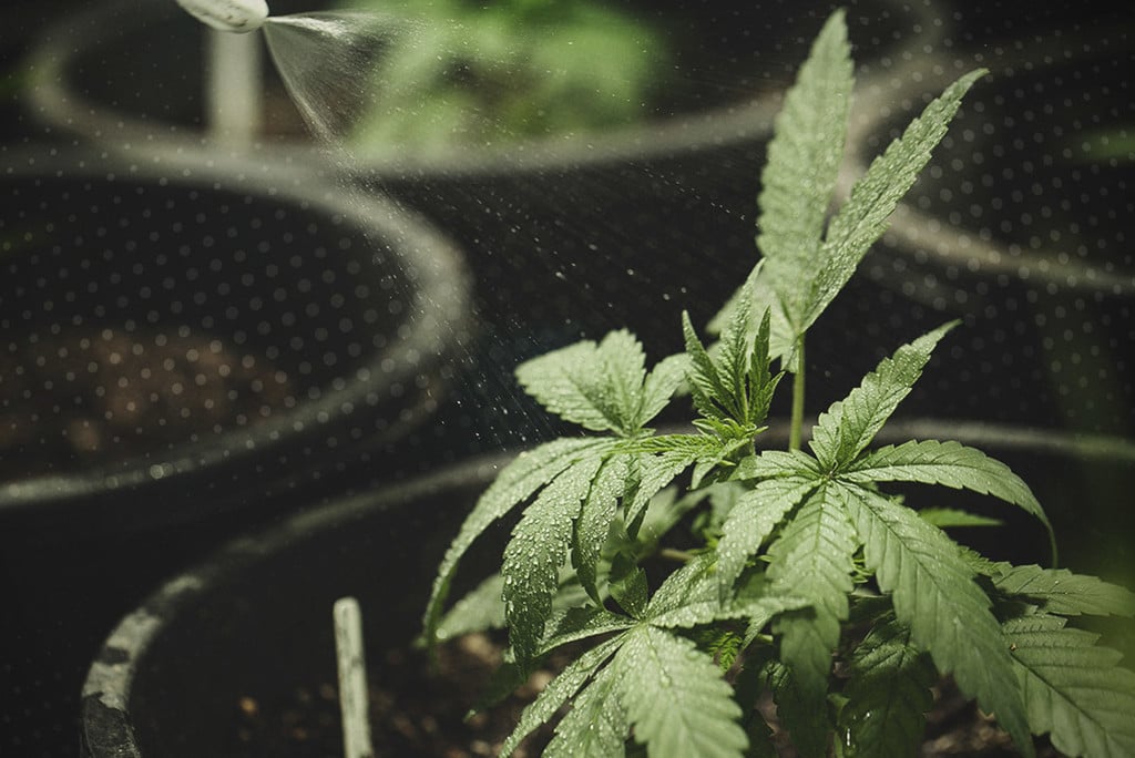 Guide Pratique : comment arroser les plants de cannabis