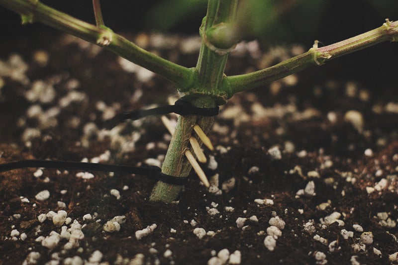 Fendre les tiges : faut-il passer au couteau son plant de cannabis ?