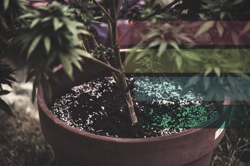 Acides aminés—voici ce qu’ils font pour les plants de cannabis