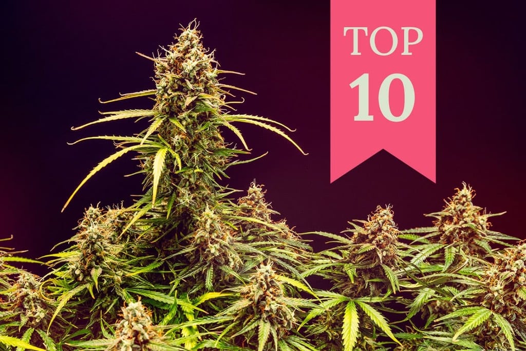 Top 10 des variétés de cannabis euphorisantes