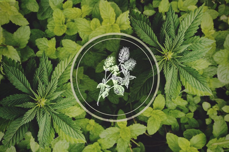 Menthe poivrée et cannabis : les bienfaits du compagnonnage des plantes