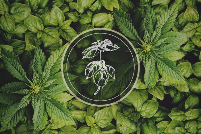 Plante répulsive du puceron : basilic - le compagnon du cannabis