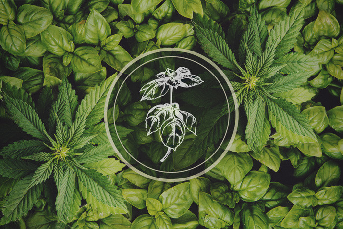 Plante répulsive du puceron : basilic - le compagnon du cannabis