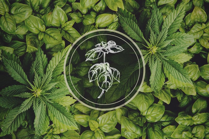 Plante répulsive du puceron : basilic - le compagnon du cannabis
