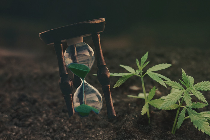 Quelques conseils pour économiser le temps des cultivateurs de cannabis