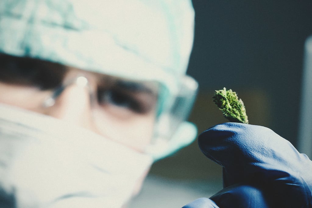 Cannabis et cancer : Ce qu’en dit la recherche ?