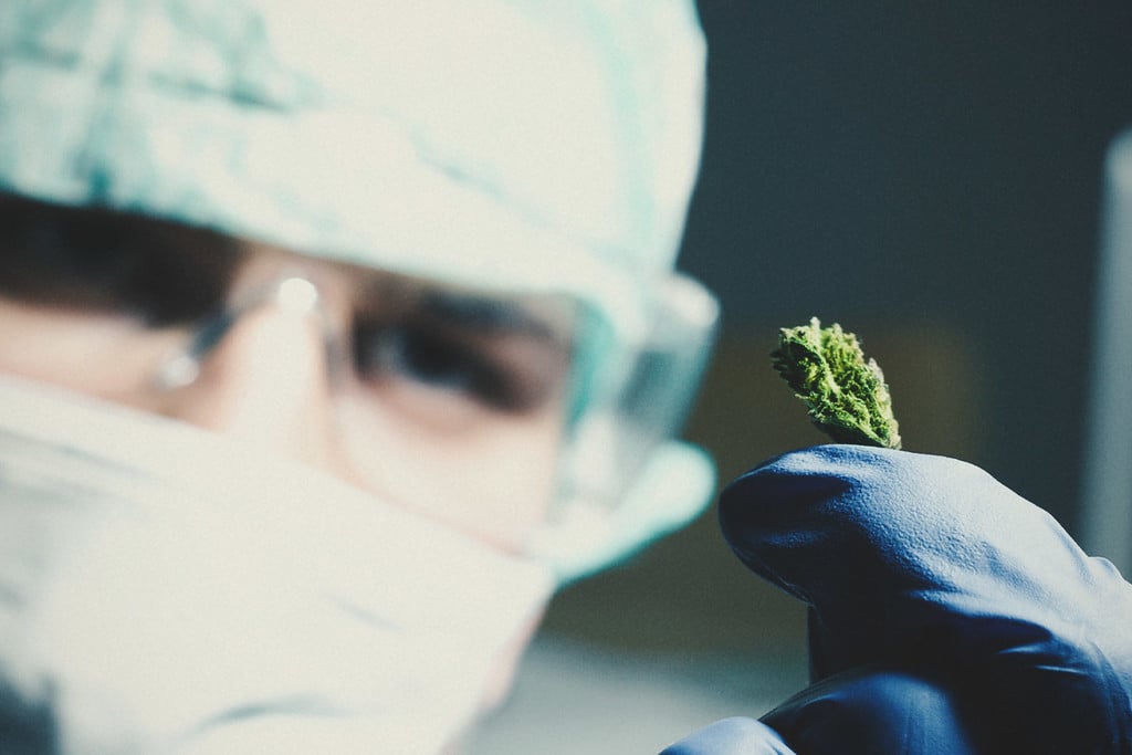 Cannabis et cancer : Ce qu’en dit la recherche ?