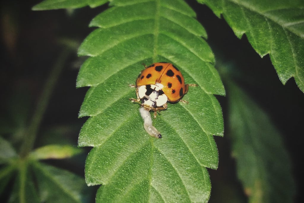 Comment Utiliser Les Insectes Pour Protéger Vos Plants De Cannabis