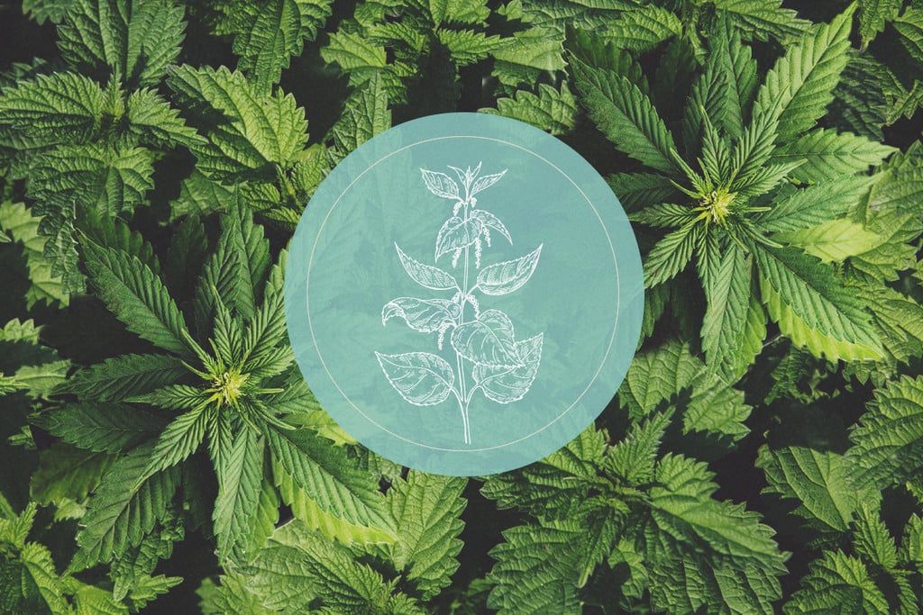 Comment les orties peuvent profiter aux plants de cannabis ?