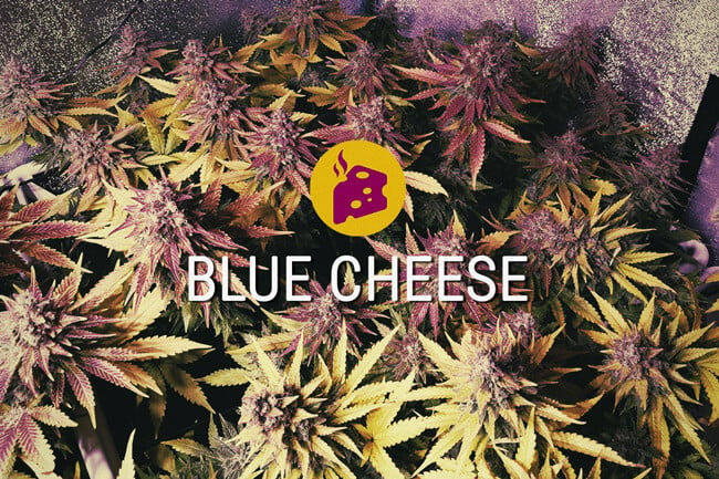 Blue Cheese: le summum du délice cannabique
