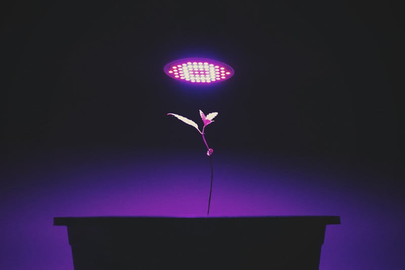 15W Lampe Led Horticole Full Spectrum Croissance Floraison Grow light Lampe  Horticole