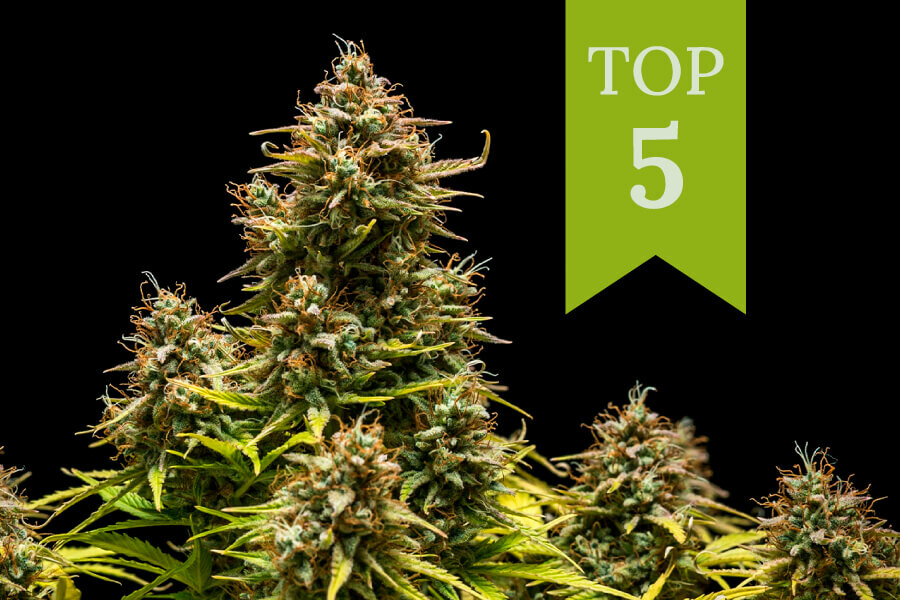 Top 5 des variétés à consommer en journée