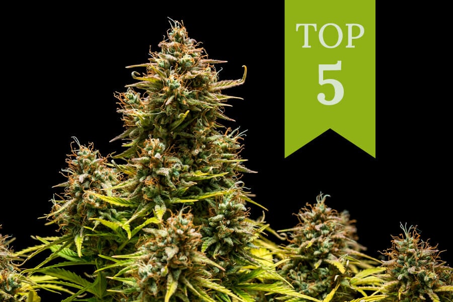 Top 5 des variétés à consommer en journée