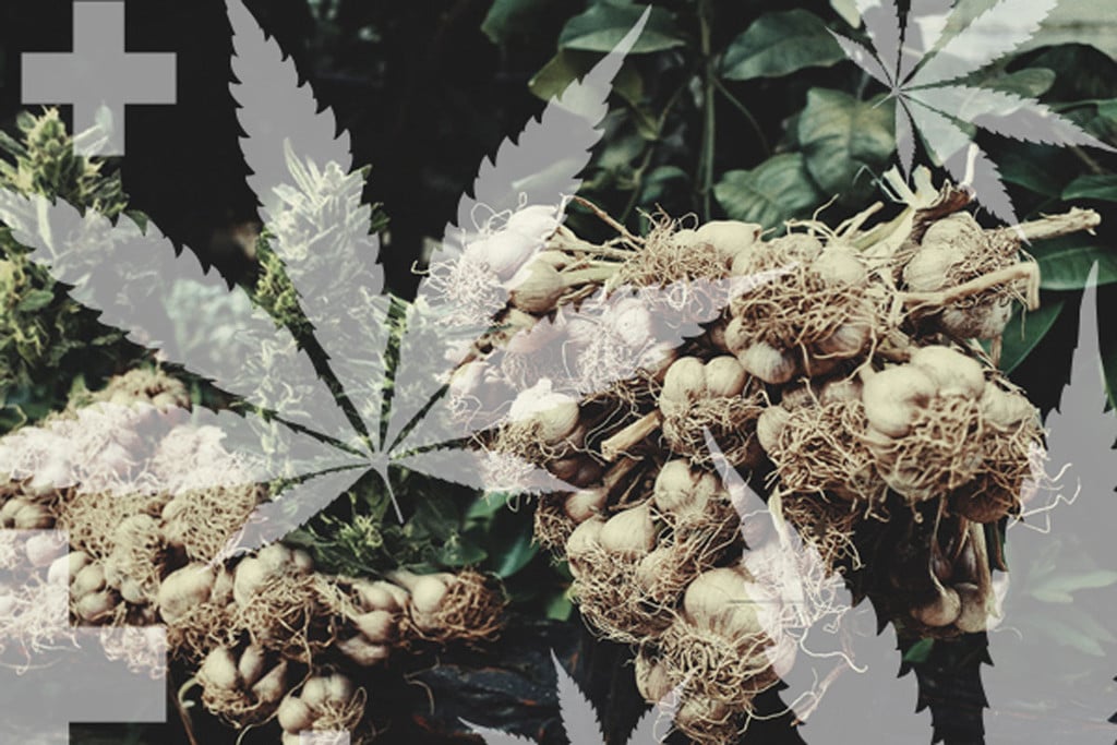 Répulsifs à insectes naturels contre les nuisibles du cannabis