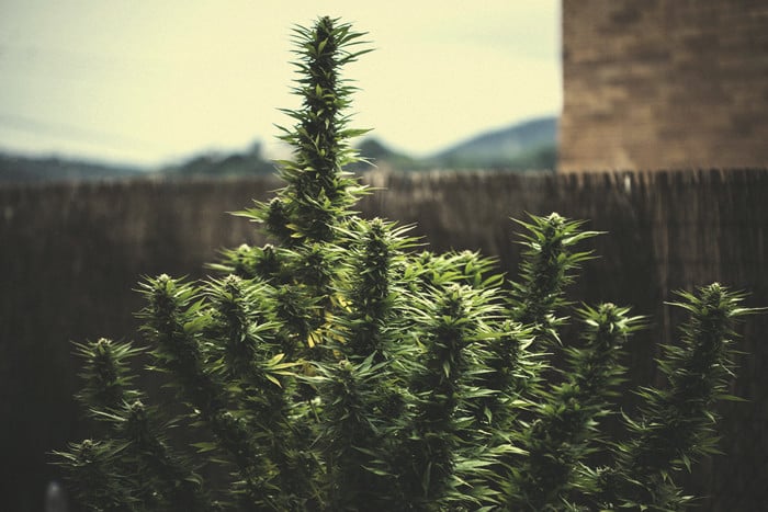 Comprendre les rendements de cannabis par plant