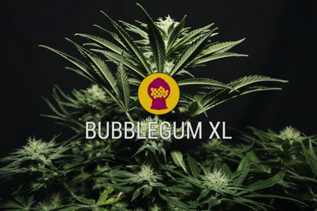 Les graines de cannabis féminisées Bubblegum XL