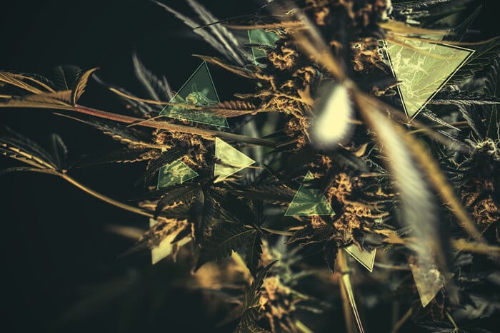 Combien de THC et de CBD aura votre plant de cannabis ?