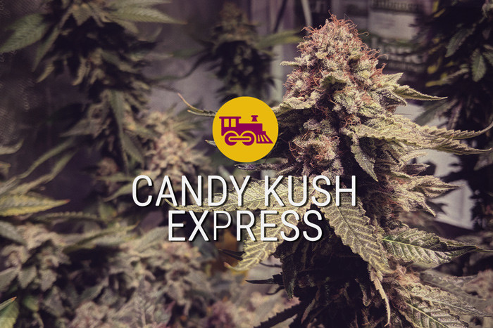 Les graines féminisées de cannabis Candy Kush Express
