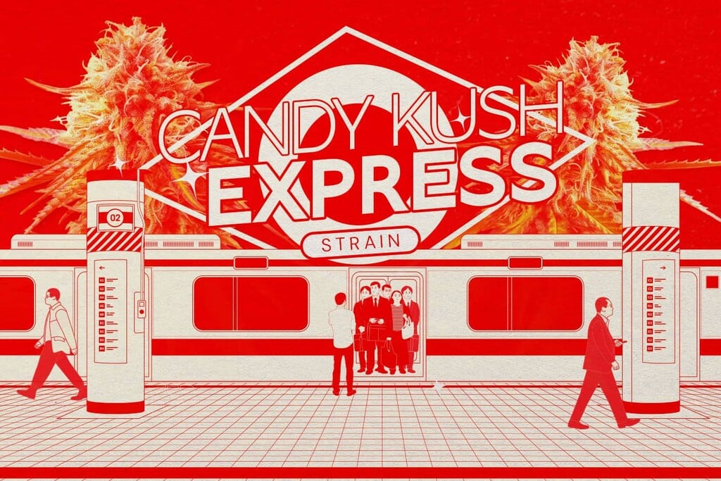 Variété Candy Kush – Puissante, apaisante et sucrée