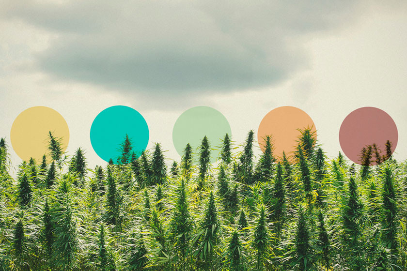 Peut-on utiliser le concept du terroir pour cultiver du meilleur cannabis ? 