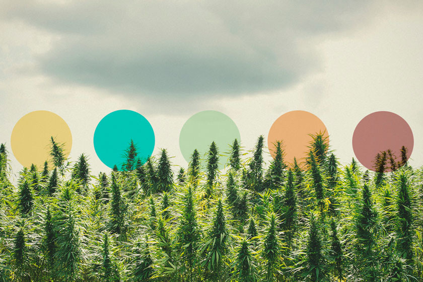 Peut-on utiliser le concept du terroir pour cultiver du meilleur cannabis ?