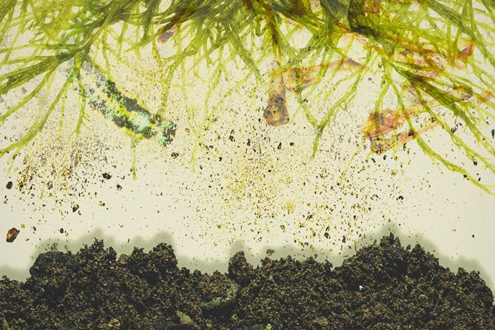 L'épandage en surface pour nourrir le sol et les plants de cannabis