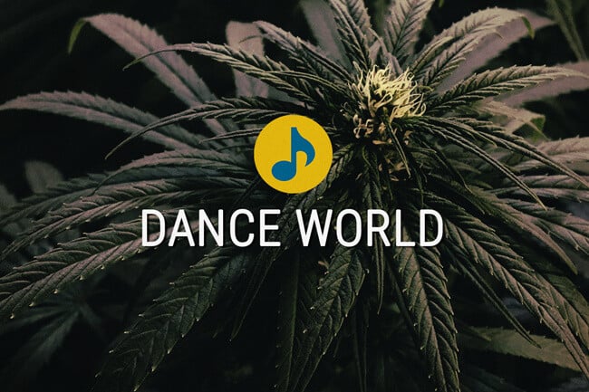 Les graines de cannabis Médicale Dance World