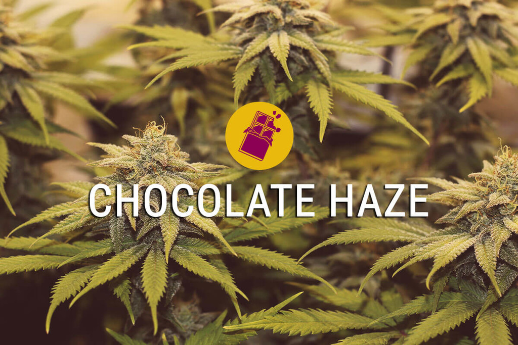 Chocolate Haze: expérimenter la douceur de vivre