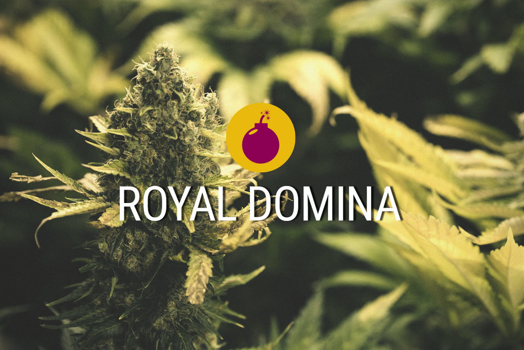 Royal Domina : une indica puissante taillée pour la royauté