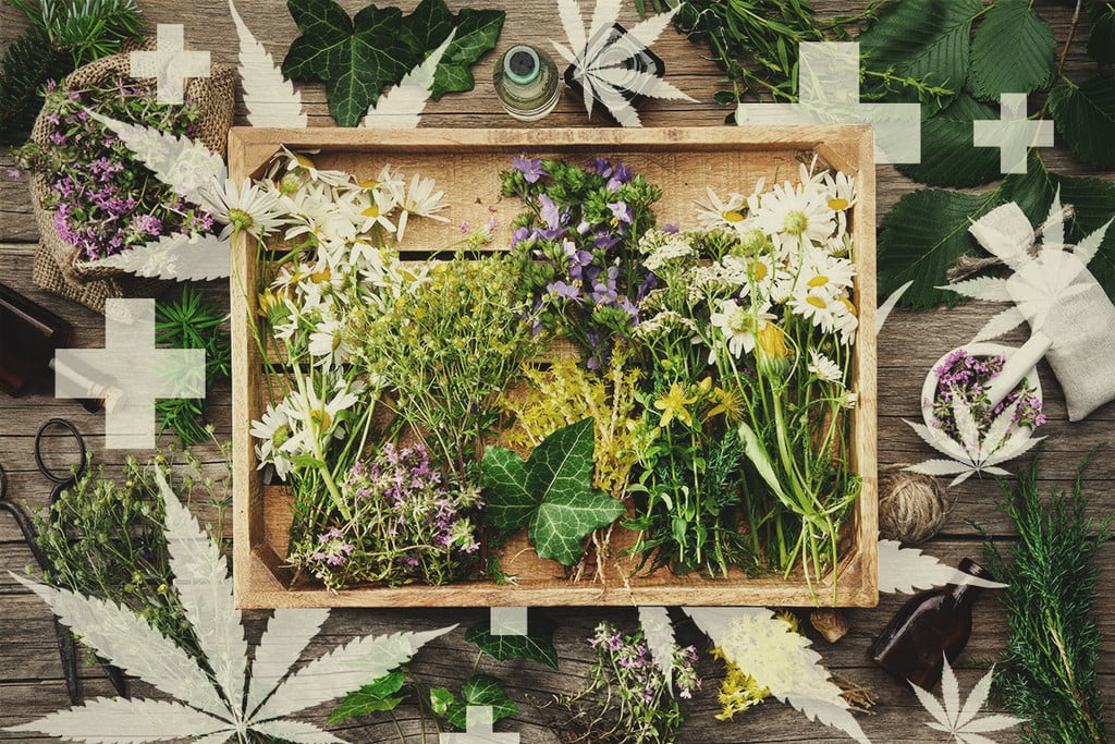 Nutriments organiques et remèdes pour le cannabis