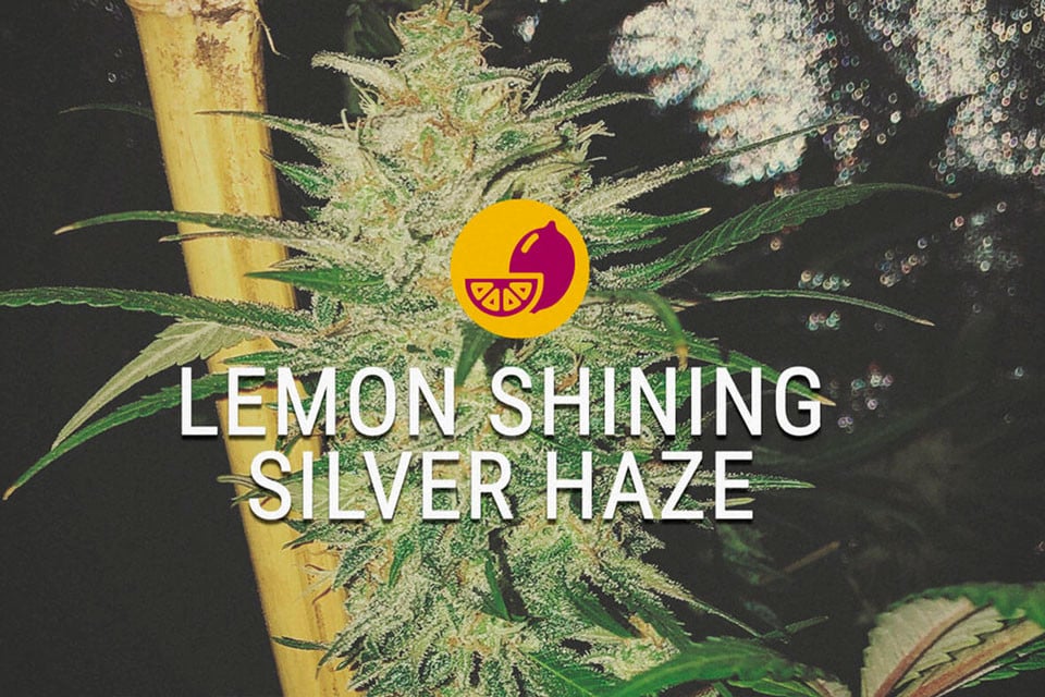 Lemon Shining Silver Haze : une sativa qui ne dort jamais