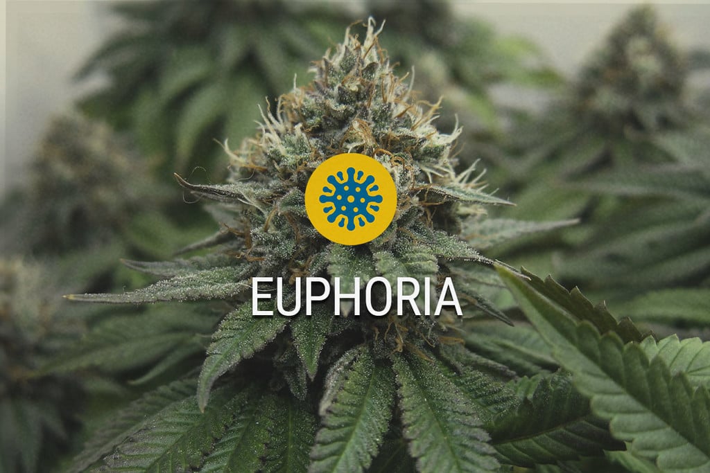 Euphoria : L'Alliance Du THC Et Du CBD