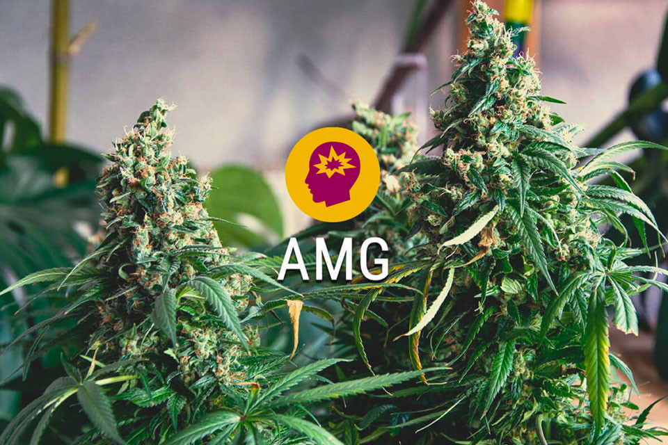 AMG (Amnesia Mac Ganja) : Propulsez votre cerveau