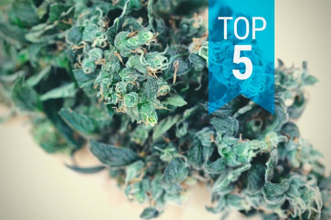 Top 5 des variétés riches en CBD