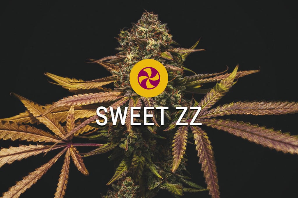 Sweet ZZ : sa saveur n’est que le commencement