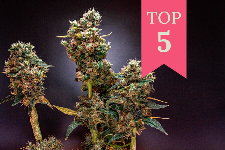 Top 5 des variétés de cannabis pour les jours pluvieux