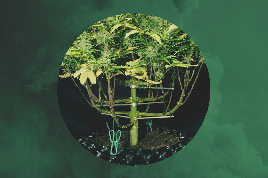 Interviews RQS — Magnetous, maitre palisseur de cannabis