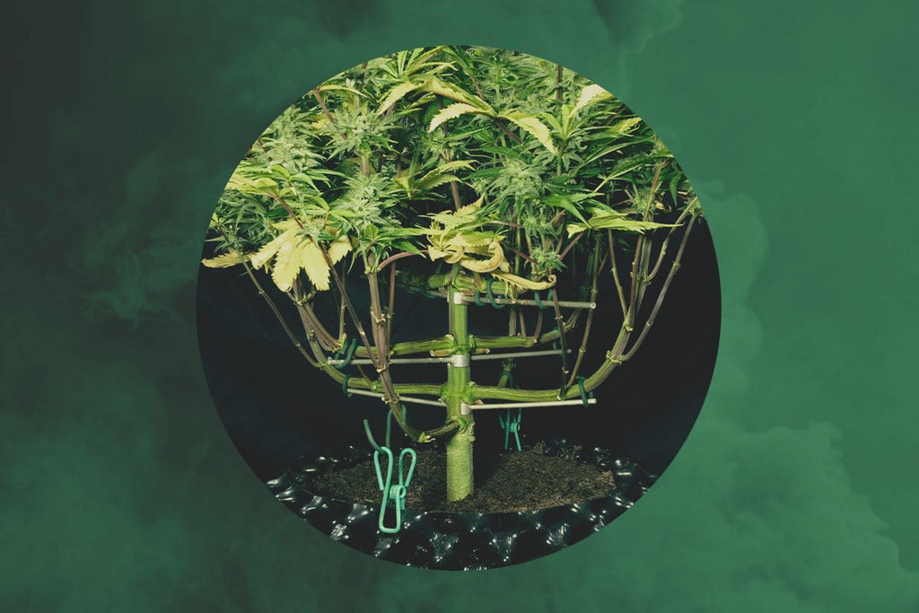 Interviews RQS — Magnetous, maitre palisseur de cannabis