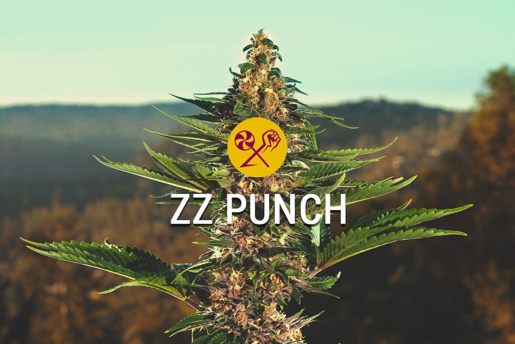 ZZ Punch par RQS x Zamnesia : une rencontre au paradis du cannabis