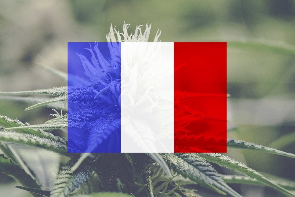 Cultiver du cannabis en extérieur en France : un guide mois par mois 