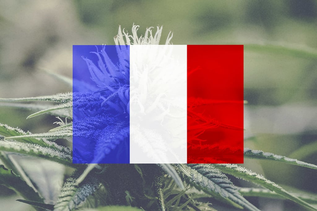 Cultiver du cannabis en extérieur en France : un guide mois par mois