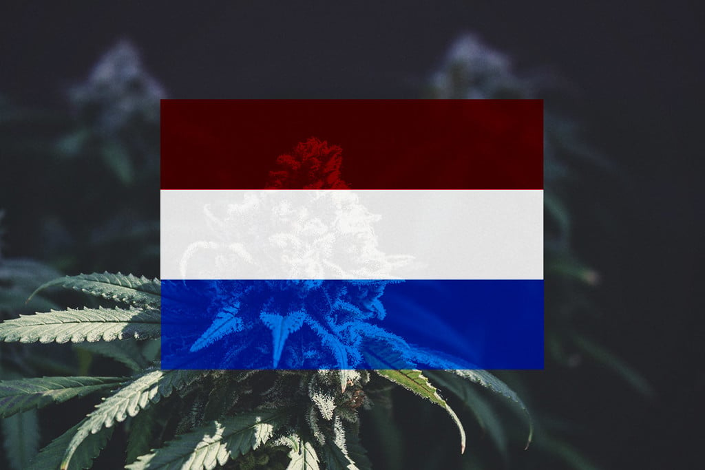 Cultiver du cannabis en extérieur au Pays-Bas : un guide mois par mois 