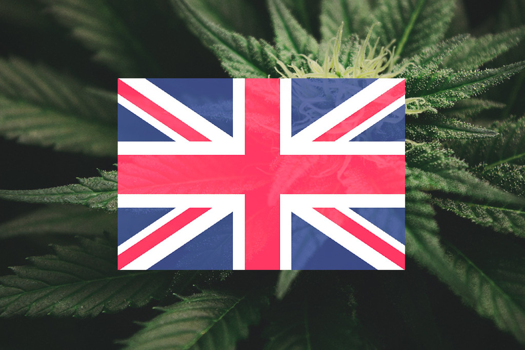 Cultiver du cannabis en extérieur au Royaume-Uni : un guide mois par mois 