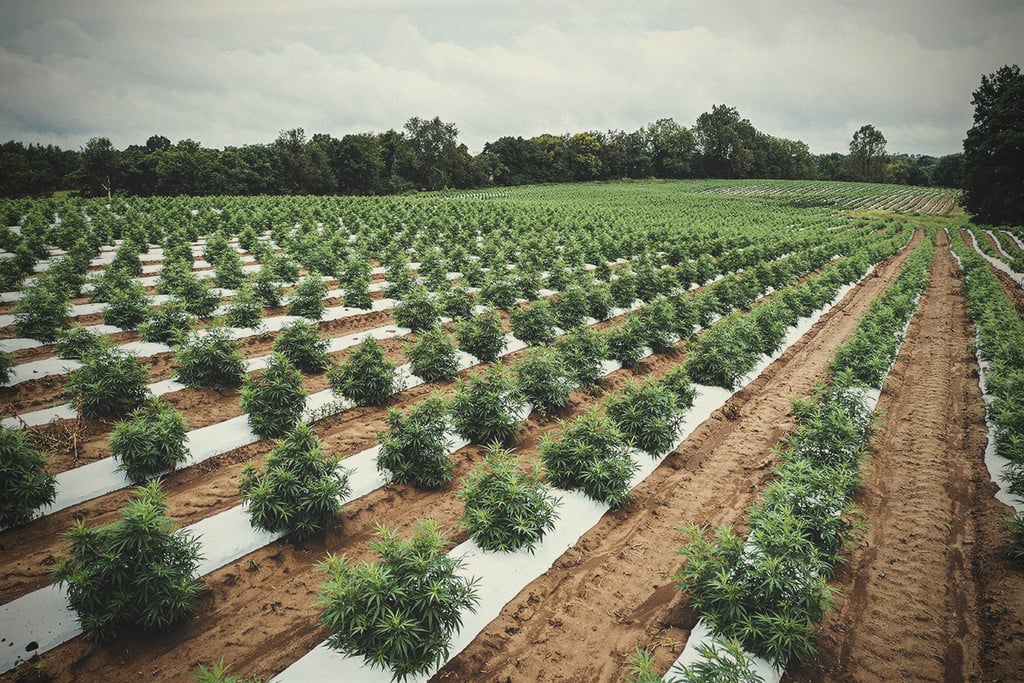 Le cannabis peut-il s’appuyer sur l’agriculture régénératrice ?