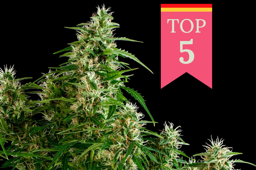 Top 5 des variétés de cannabis populaires en Allemagne
