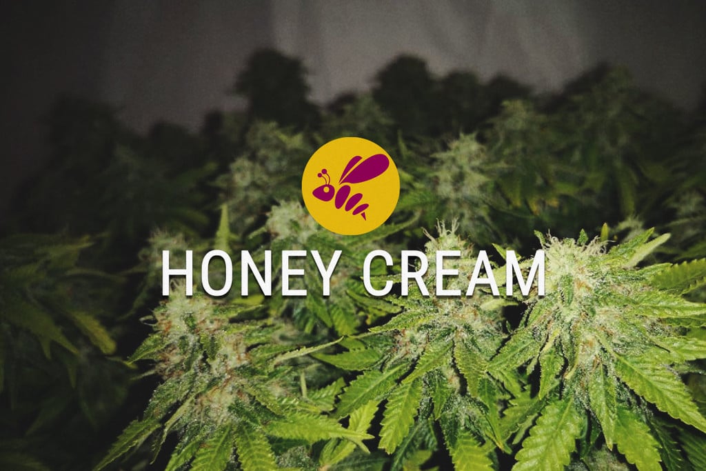 Honey Cream : douce de toute les manières